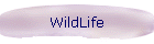 WildLife